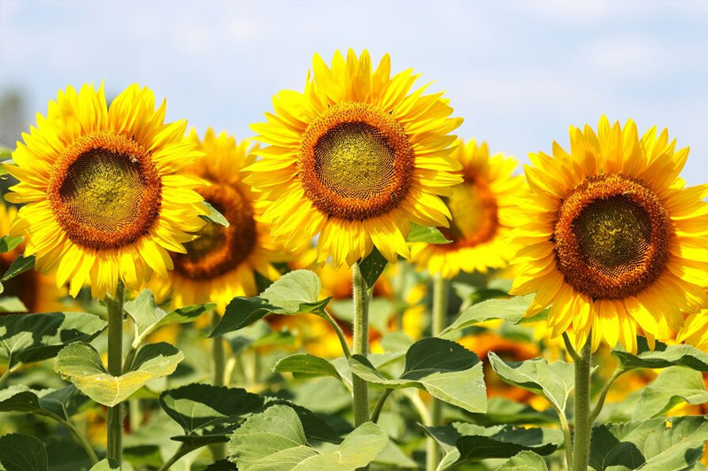 Dream about Abundance interpretation