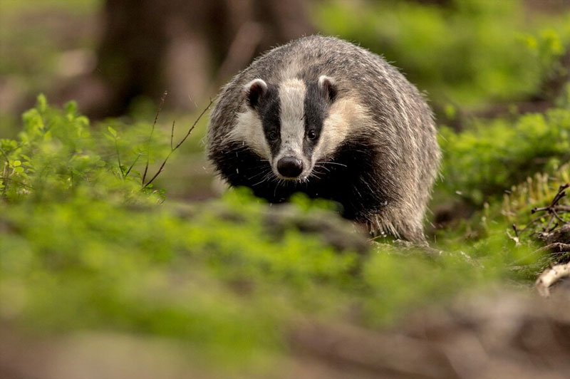 Dream about Badger interpretation