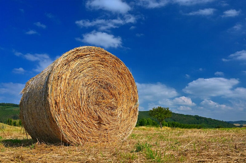 Dream about Bales interpretation