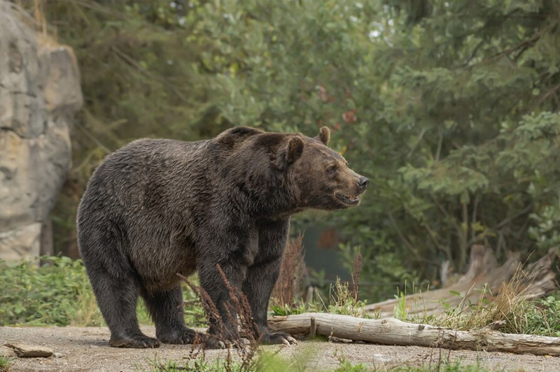 Dream about Bear interpretation