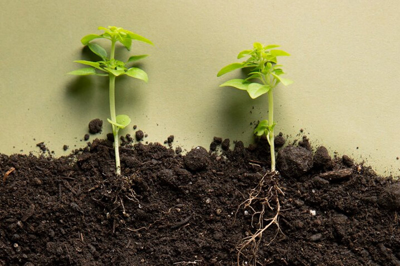 Dream about Bud interpretation