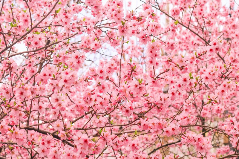 Dream about Blossoms interpretation