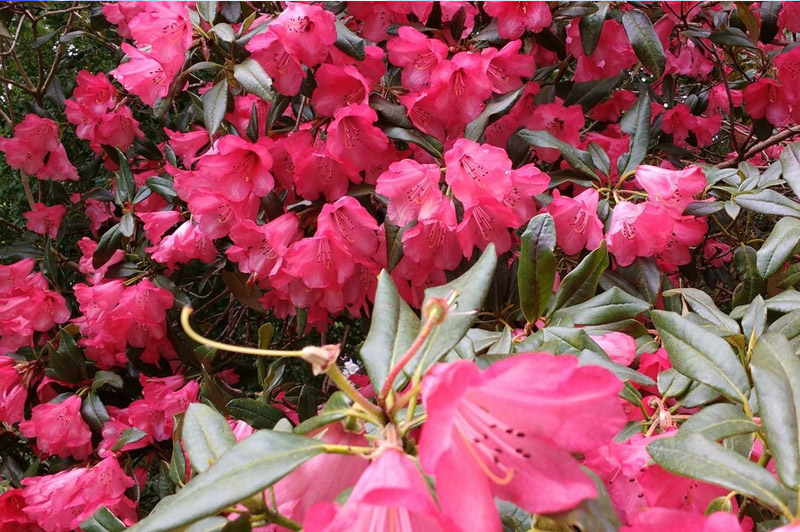 Dream about Azalea interpretation