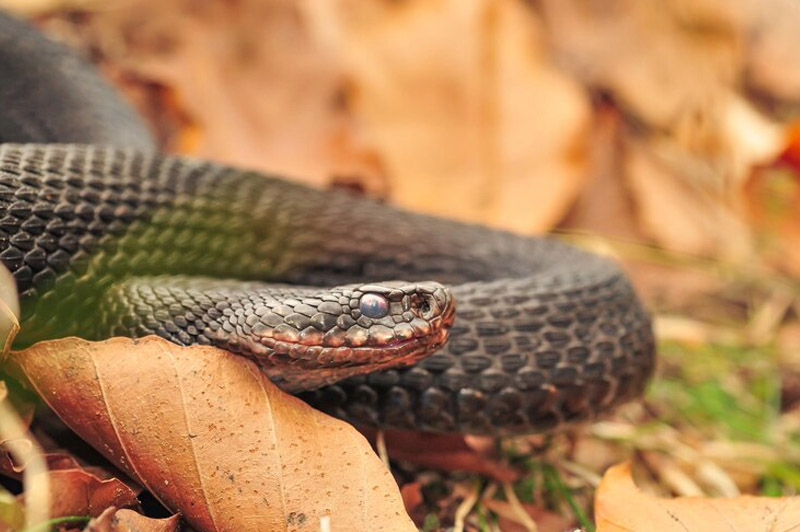 Dream about Adder interpretation