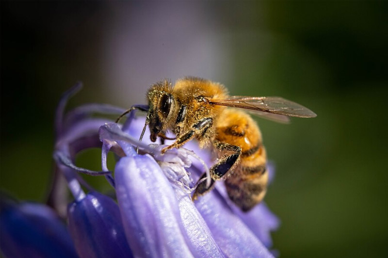 Dream about Honey Bee interpretation