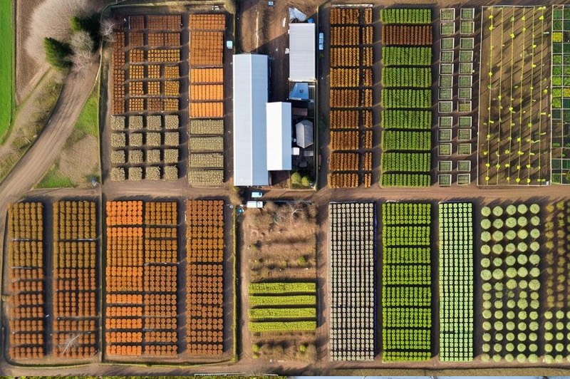 Dream about Allotment interpretation