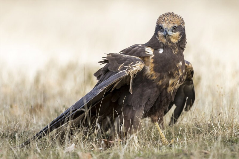 Dream about Buzzard interpretation