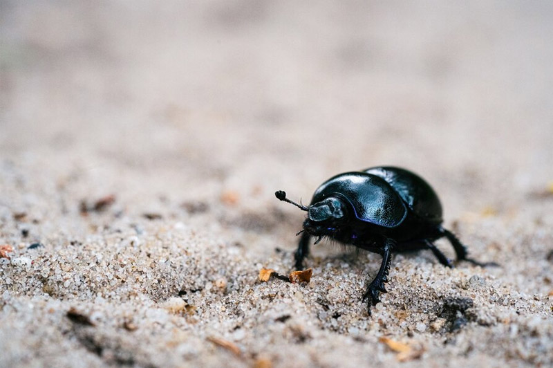 Dream about Bug interpretation