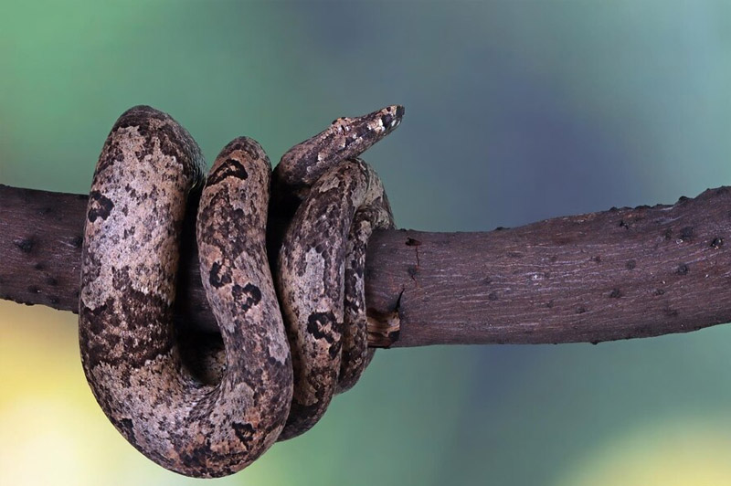 Dream about Boa interpretation