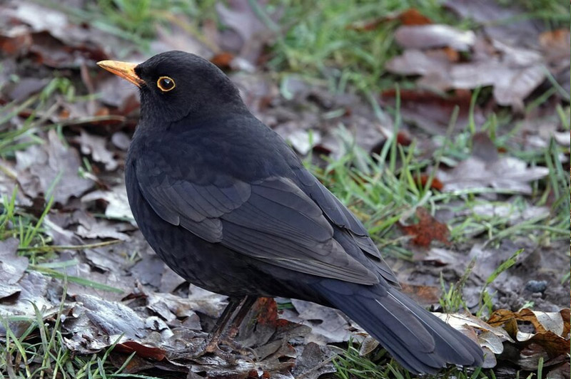 Dream about Blackbird interpretation