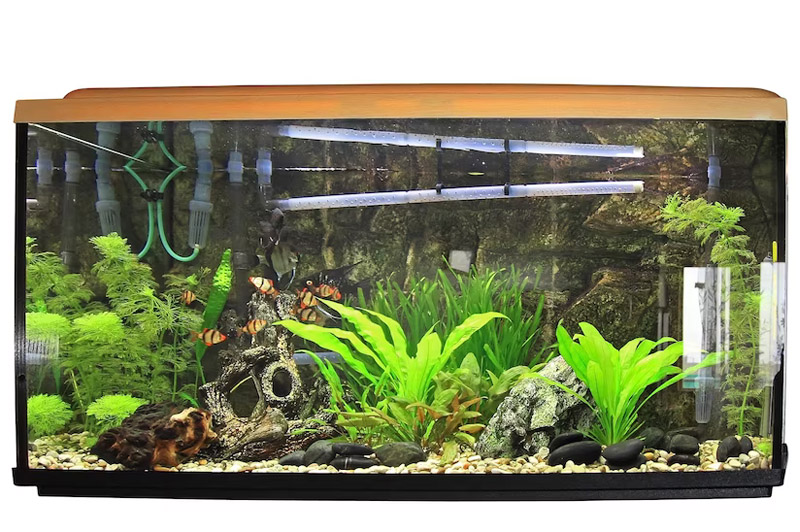 Dream about Aquarium interpretation