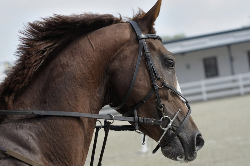 Dream about Bridle interpretation