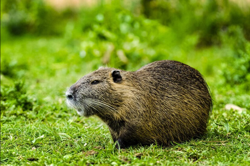 Dream about Beaver interpretation