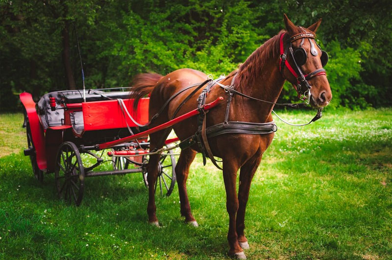 Dream about Carriage interpretation