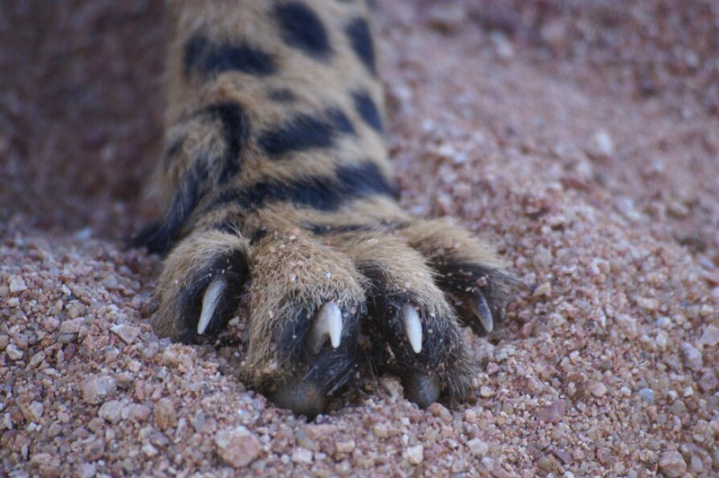 Dream about Claw interpretation