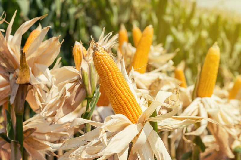 Dream about Cornflower interpretation