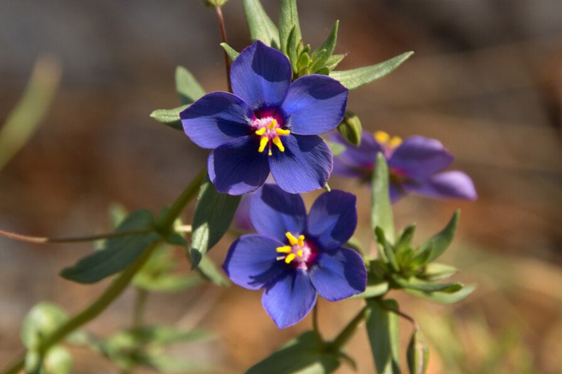 Dream about Columbine interpretation