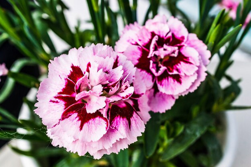 Dream about Carnation interpretation
