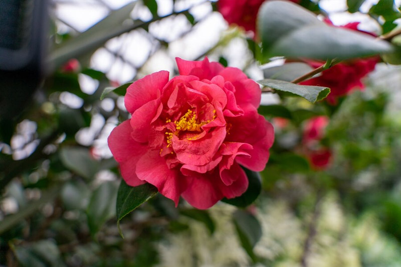 Dream about Camellia interpretation