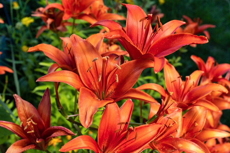 Dream about Dahlia interpretation