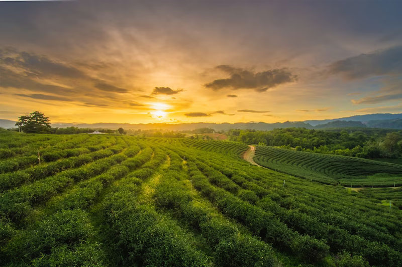 Dream about Fields interpretation