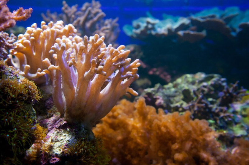 Dream about Coral interpretation