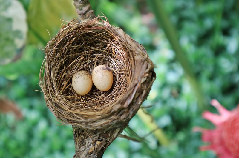 Dream about Eggs interpretation