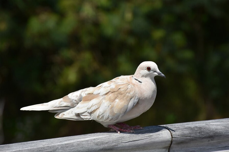 Dream about Dove interpretation