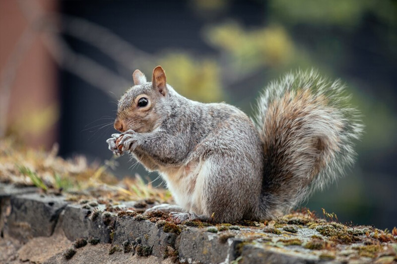 Dream about Grey Squirrel interpretation