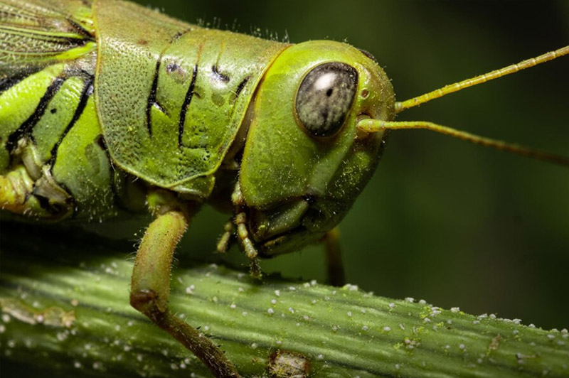Dream about Grasshopper interpretation