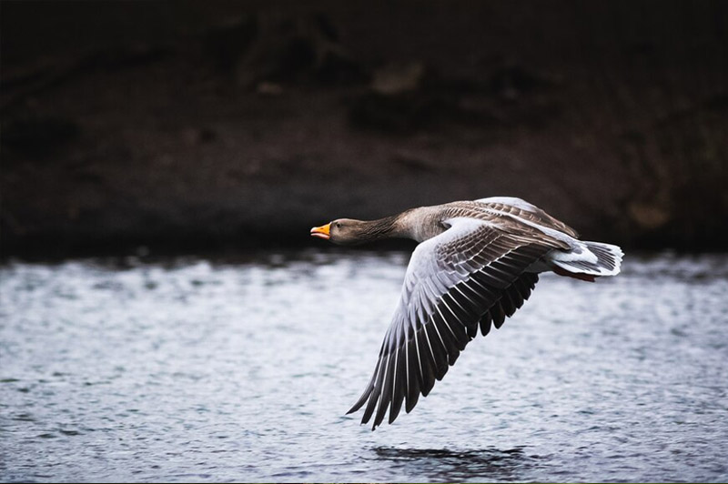 Dream about Goose interpretation
