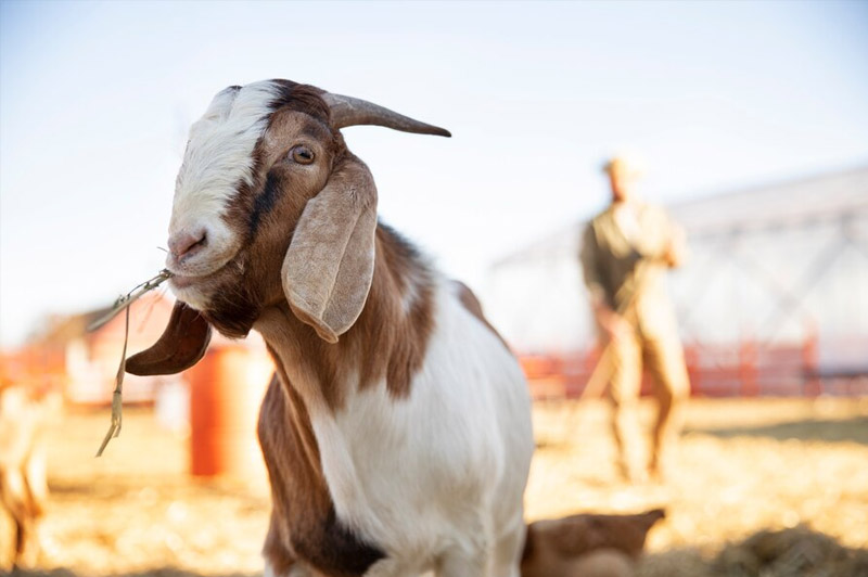 Dream about Goat interpretation