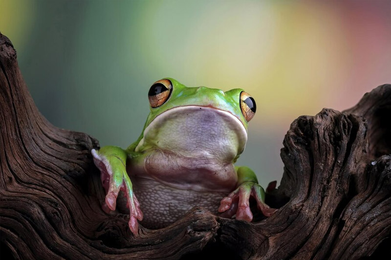 Dream about Frog interpretation