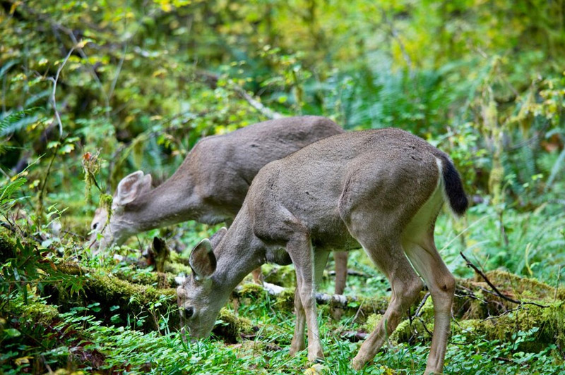 Dream about Doe interpretation