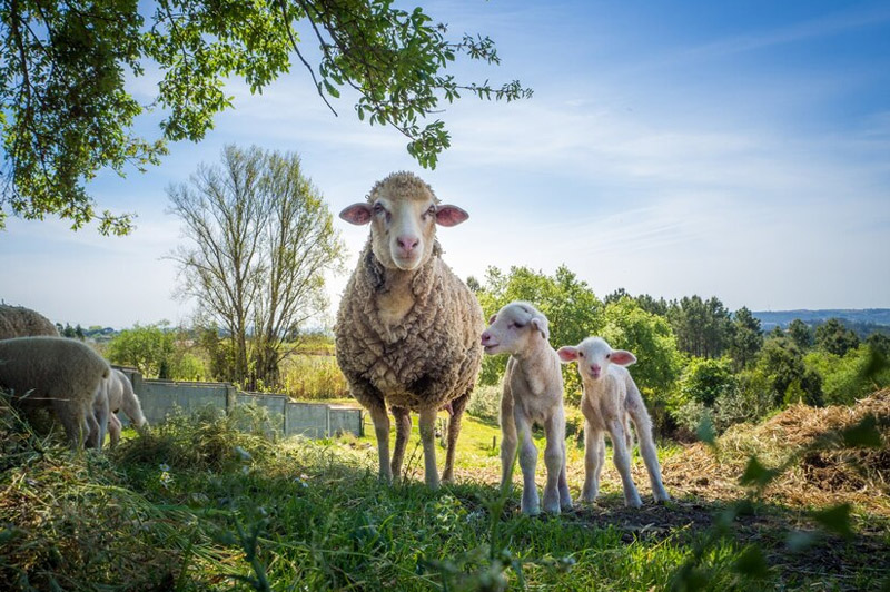 Dream about Ewe interpretation