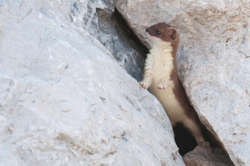 Dream about Ermine interpretation