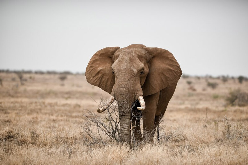 Dream about Elephant interpretation