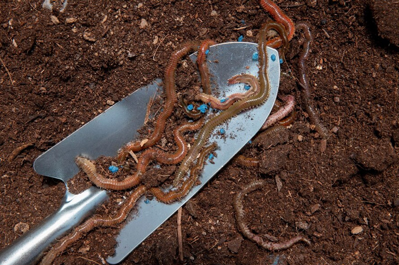 Dream about Earthworm interpretation