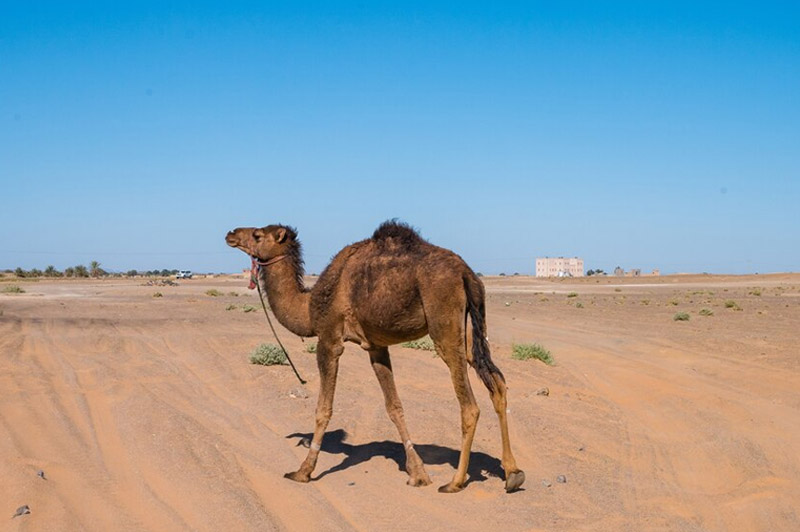 Dream about Dromedary interpretation