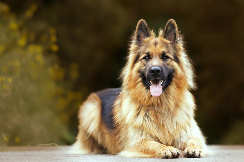 Dream about Dog interpretation