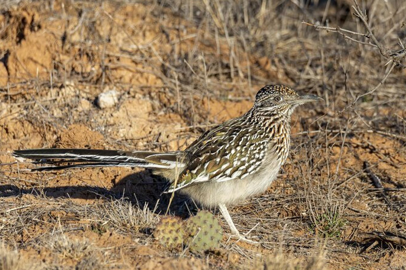 Dream about Cuckoo interpretation