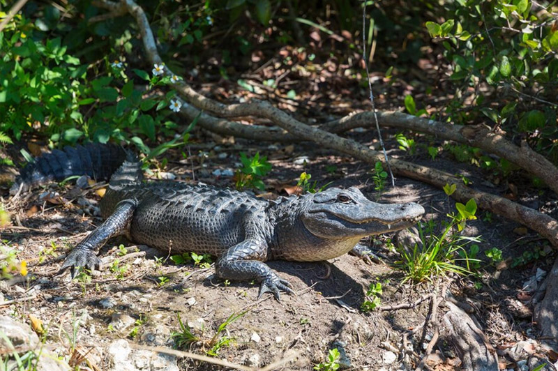 Dream about Crocodile interpretation