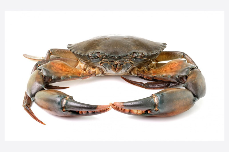 Dream about Crab interpretation