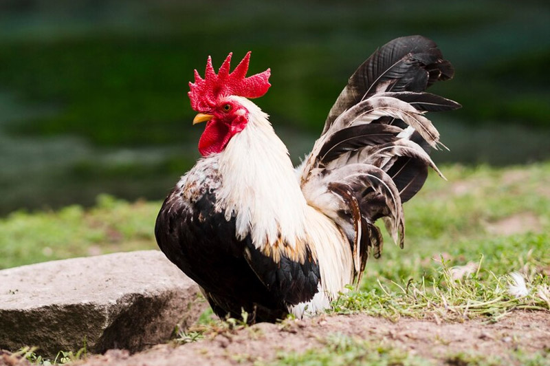 Dream about Cock interpretation