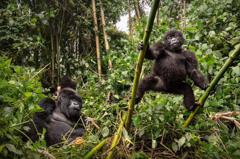 Dream about Ape interpretation