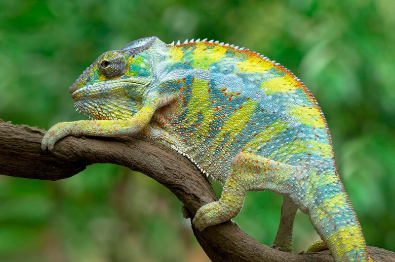 Dream about Chameleon interpretation