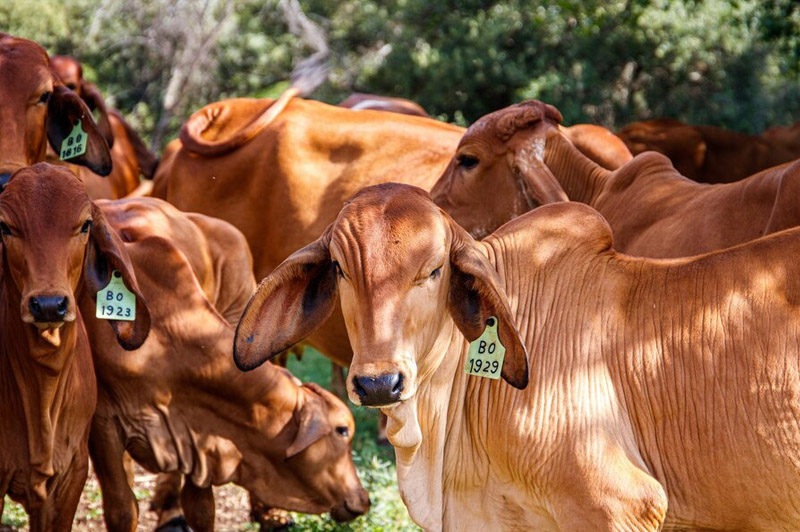 Dream about Cattle interpretation