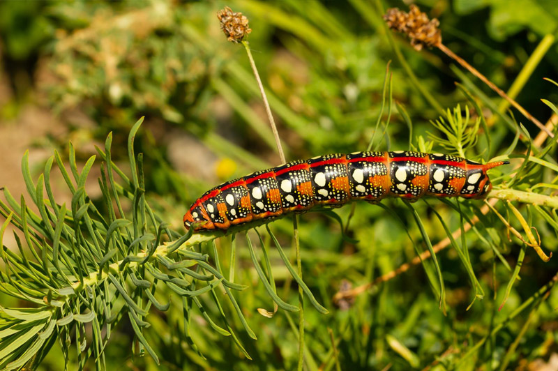 Dream about Caterpillar interpretation