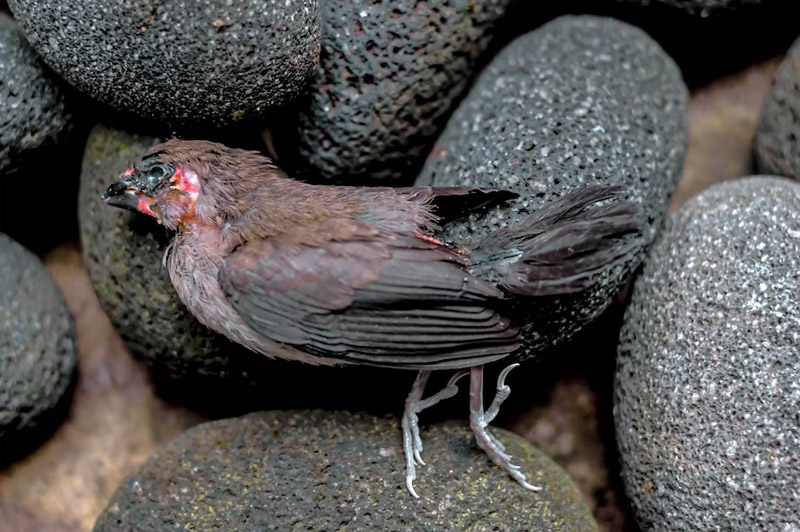 Dream about Carcass interpretation