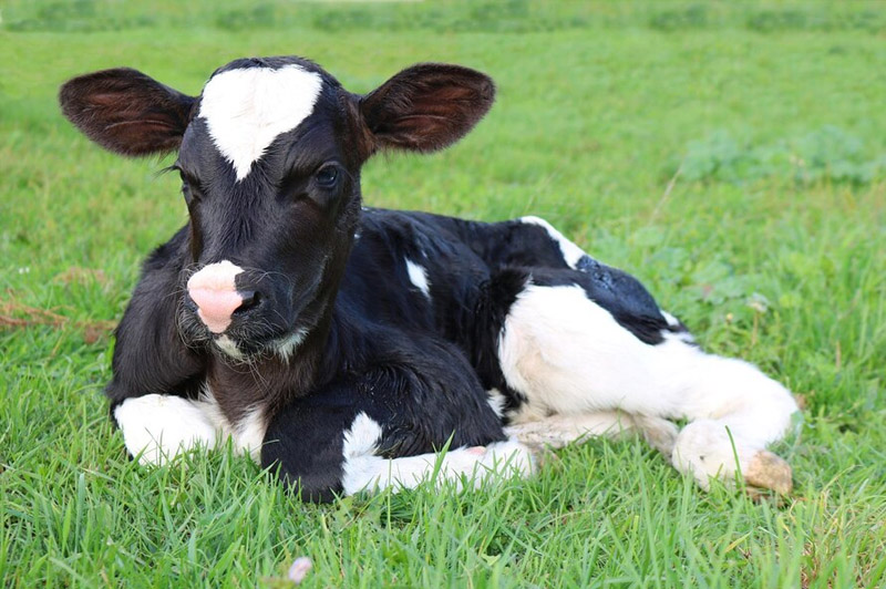 Dream about Calf interpretation
